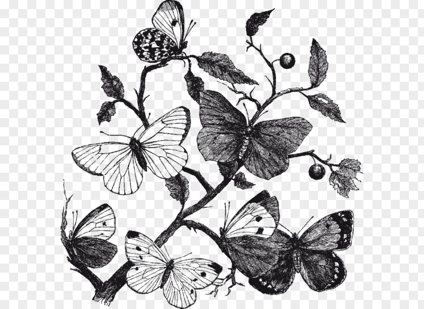 Butterfly Insect Nature Clip Art PNG