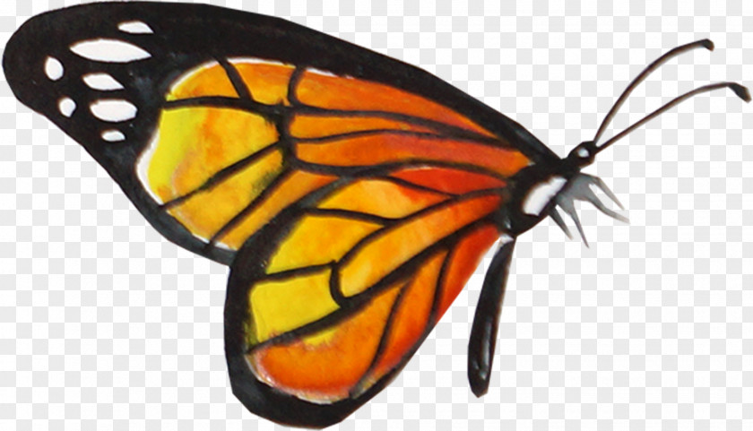 Creative Watercolor Butterfly Monarch PNG