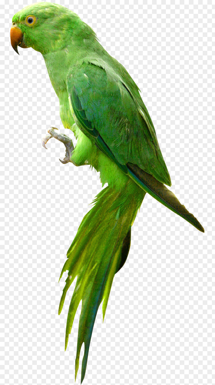 Cute Green Parrot Bird Clip Art PNG