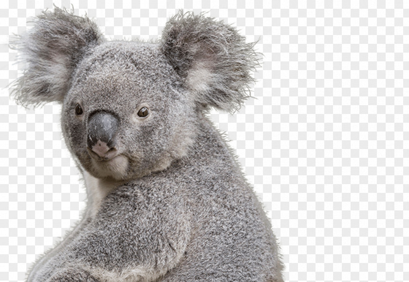 Koala National Zoo & Aquarium Bear Marsupial PNG