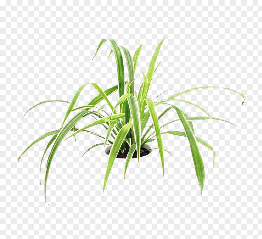 Leaf Sweet Grass Terrestrial Plant Stem Tree PNG