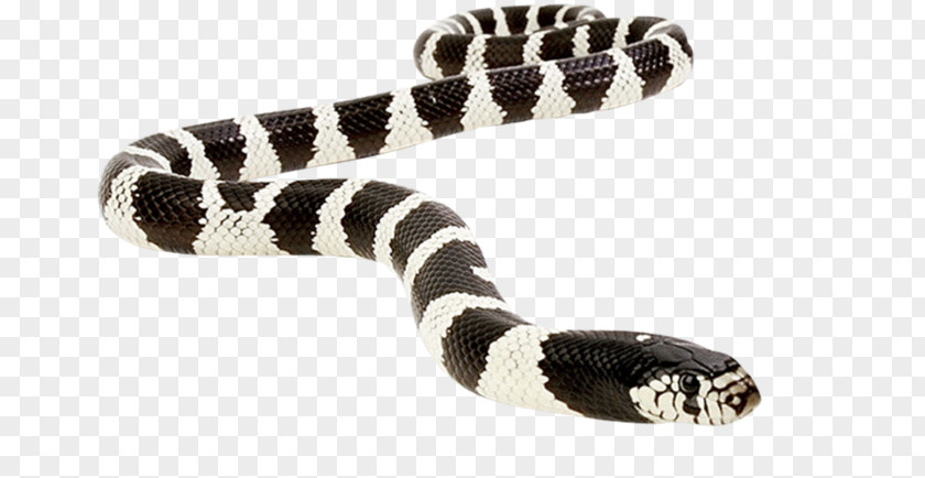 Snake Kingsnakes Vipers Reptile Rattlesnake PNG