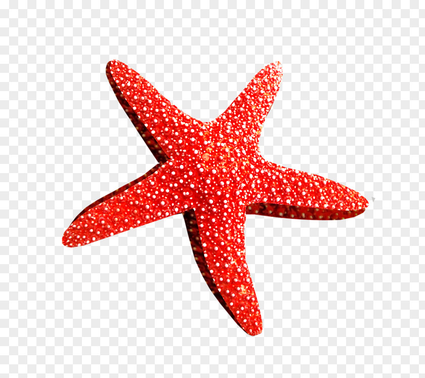 Starfish Desktop Wallpaper Brittle Star Clip Art PNG