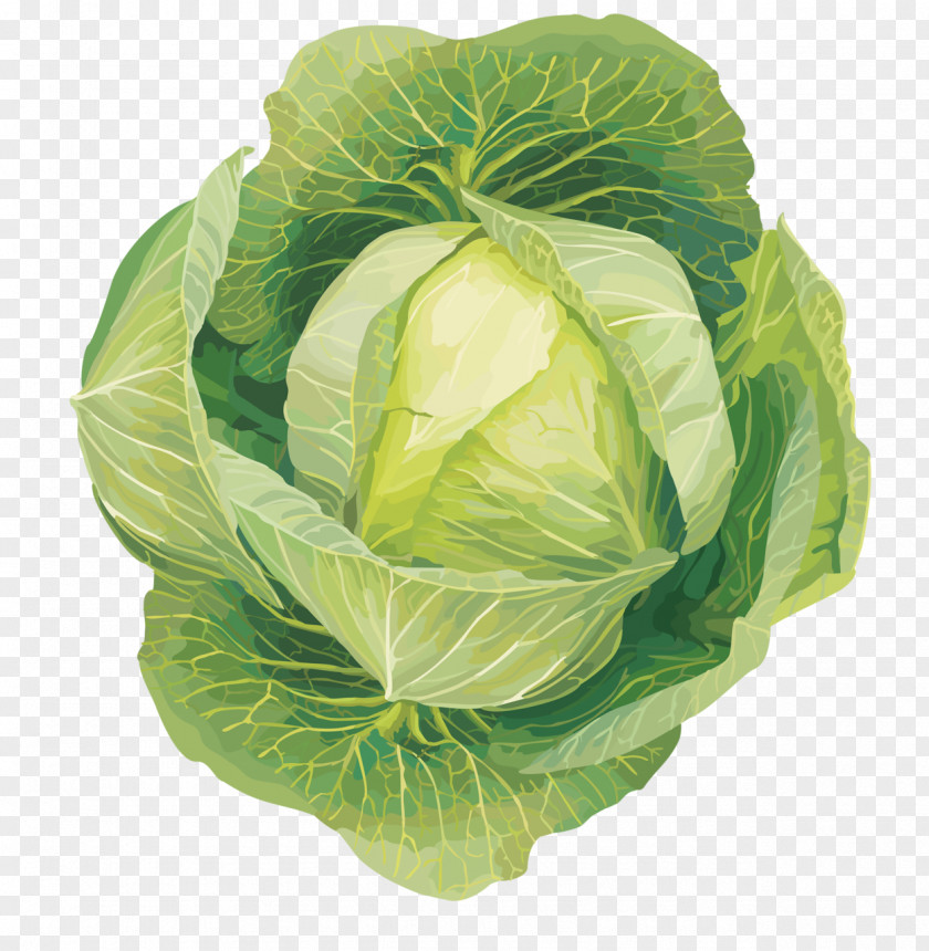 Cabbage Leaf Vegetable Cruciferous Vegetables Clip Art PNG