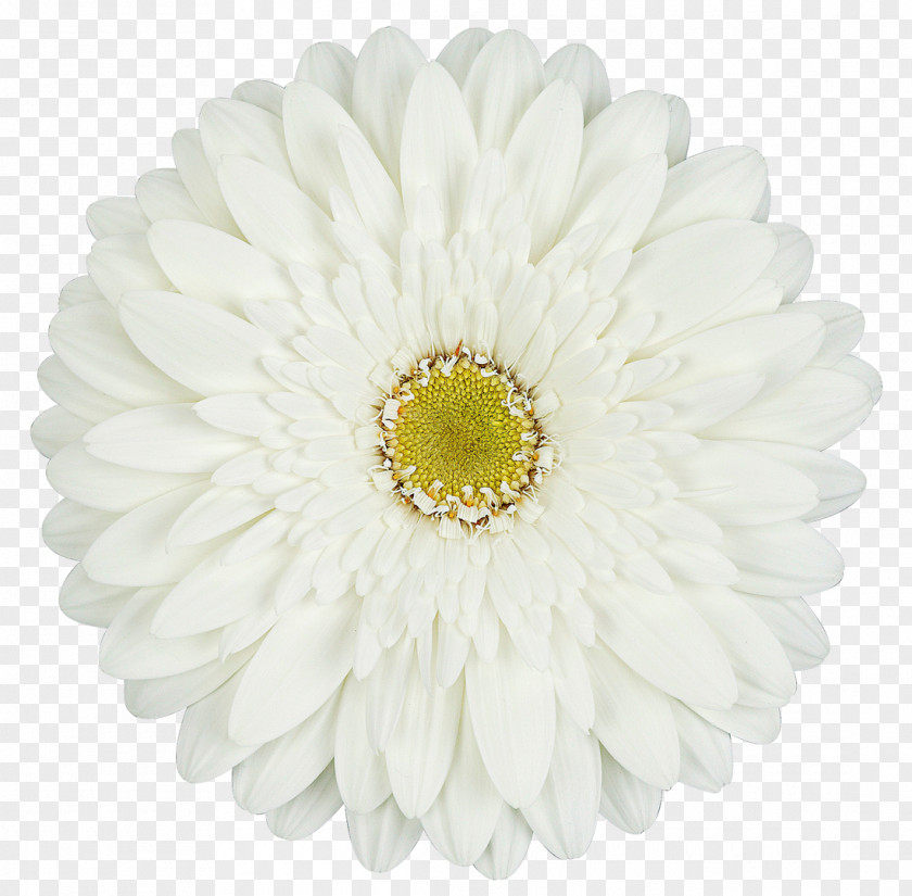 Gerbera Transvaal Daisy Cut Flowers Carnation Rose PNG