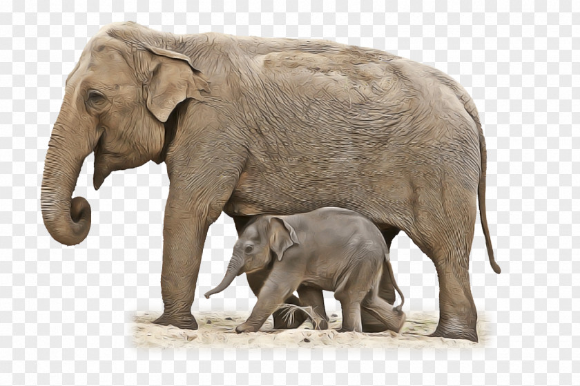 Indian Elephant PNG