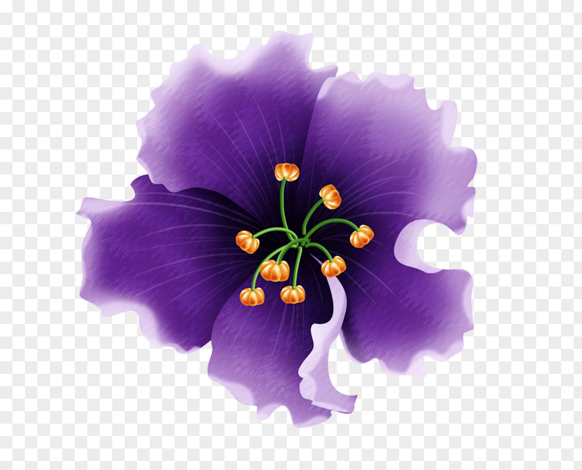 Mallow Family Wildflower Hibiscus Flower PNG