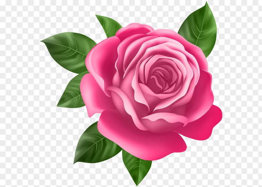 Pink Rose Purple Flower Clip Art PNG