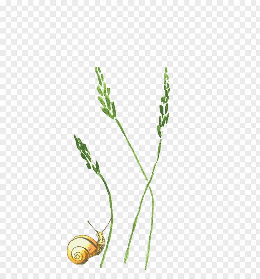 Snail And Grass Plant Grasses PNG