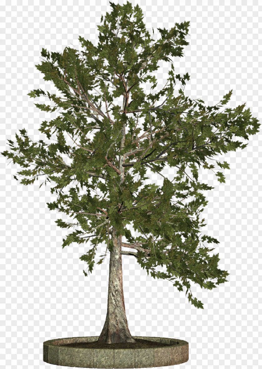 Trees Tree Woody Plant Clip Art PNG