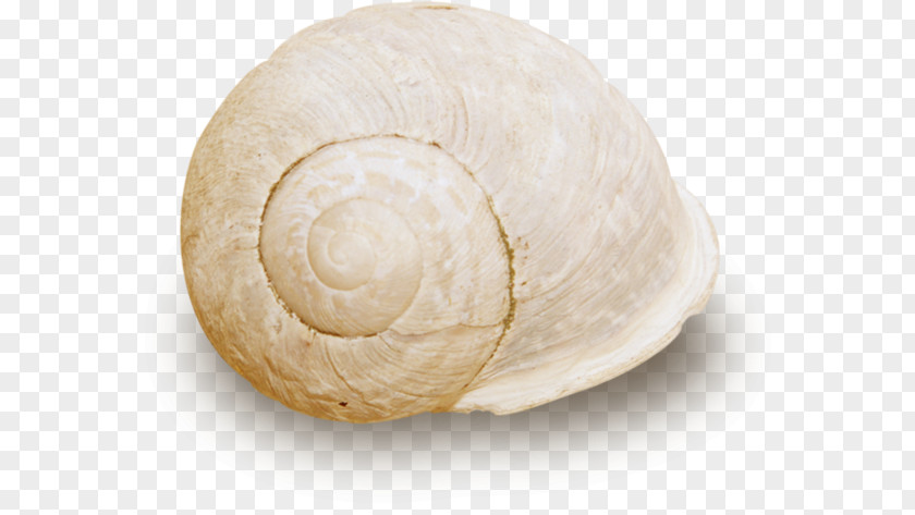 White Screw Shell Sea Snail Nautilida Veneroida PNG