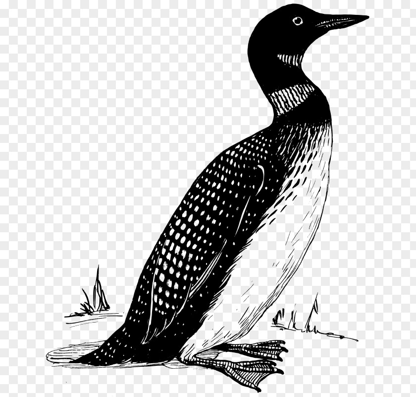 Bird Common Loon Penguin Clip Art PNG