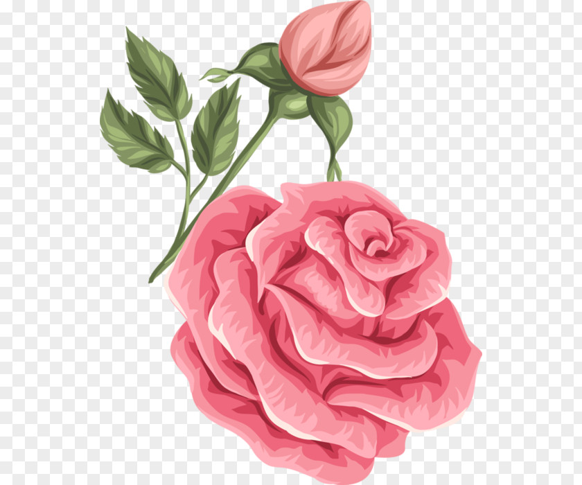 Drawing Rose Transparent Garden Roses Flower Retro Style IStock Cabbage PNG