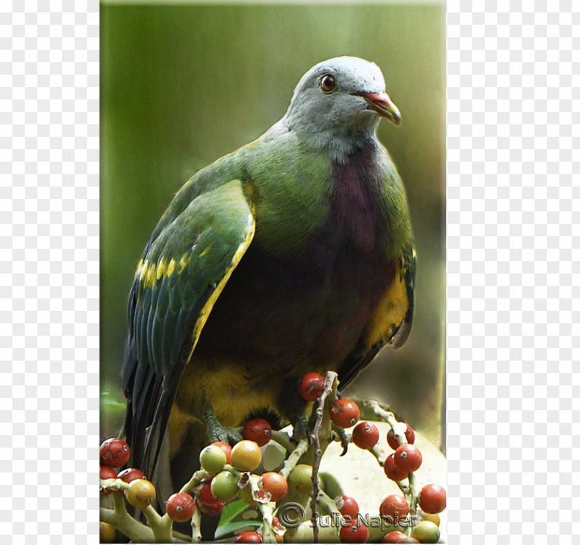 Flying Red Silk Beak Finches Fauna PNG