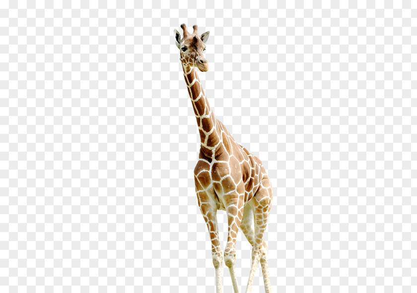 Giraffe Photography PNG