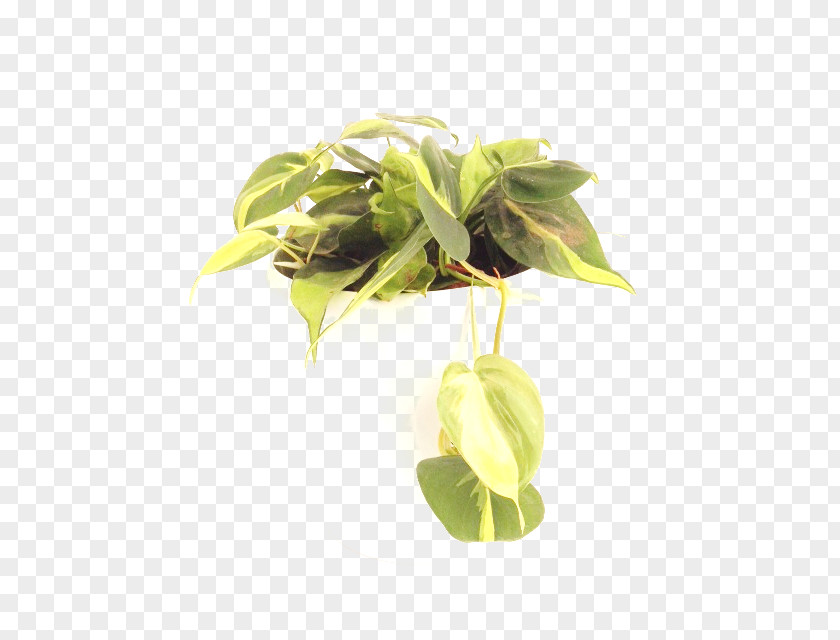 Leaf Philodendron Hederaceum Hidrokültür Variegation PNG