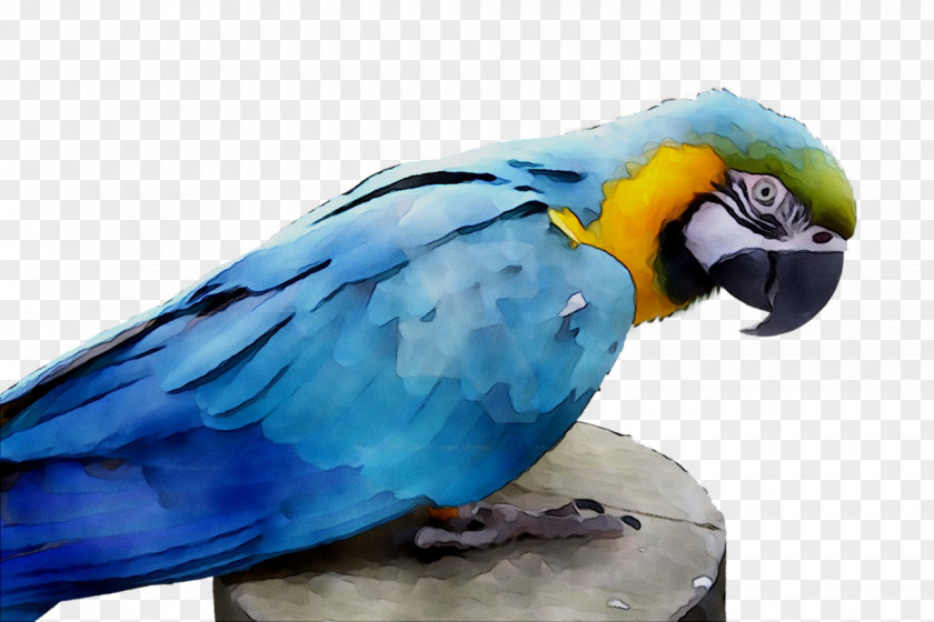 Lovebird Macaw Parakeet Feather Pet PNG