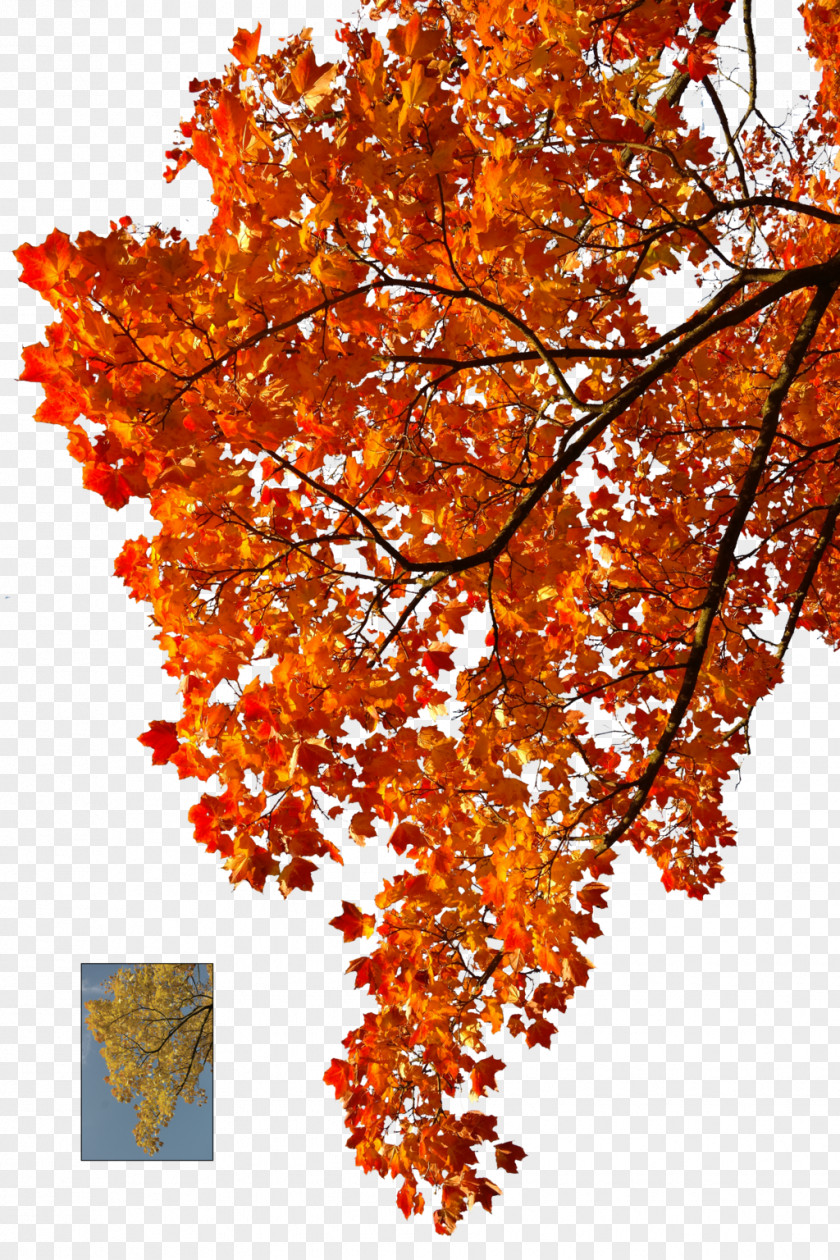 Orange Tree Autumn Leaf Color PNG