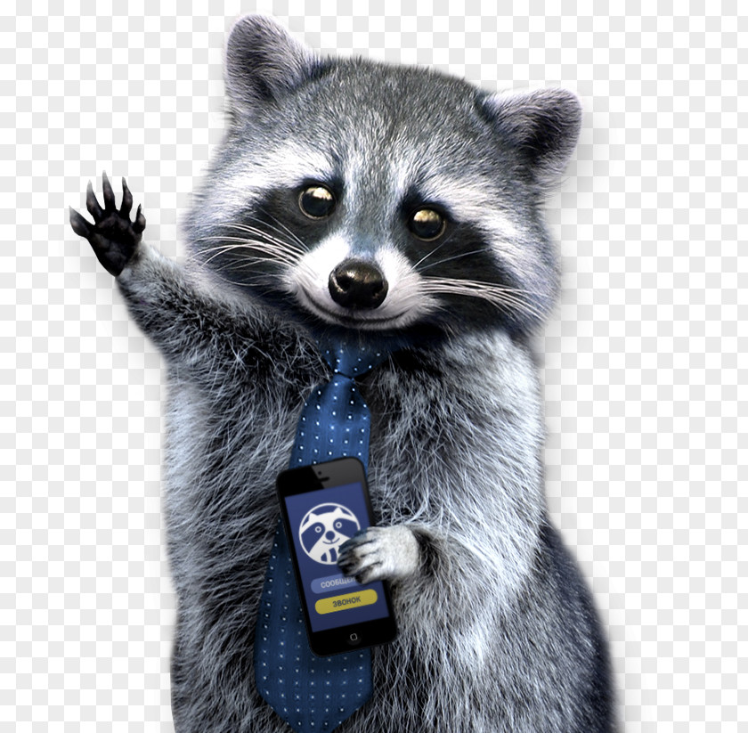 Raccoon Raccoons: A Natural History Clip Art PNG