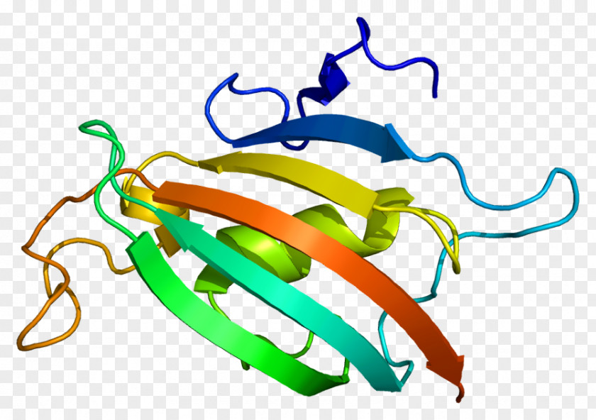 FKBP8 Immunophilins Wikipedia Prolyl Isomerase PNG