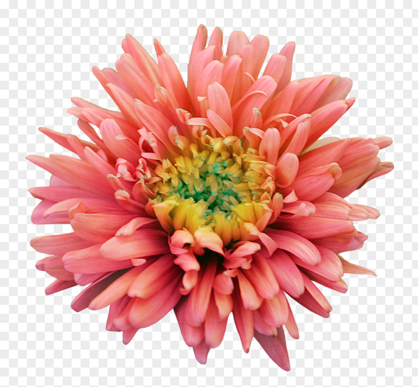 Flower Cut Flowers Psd Transvaal Daisy PNG