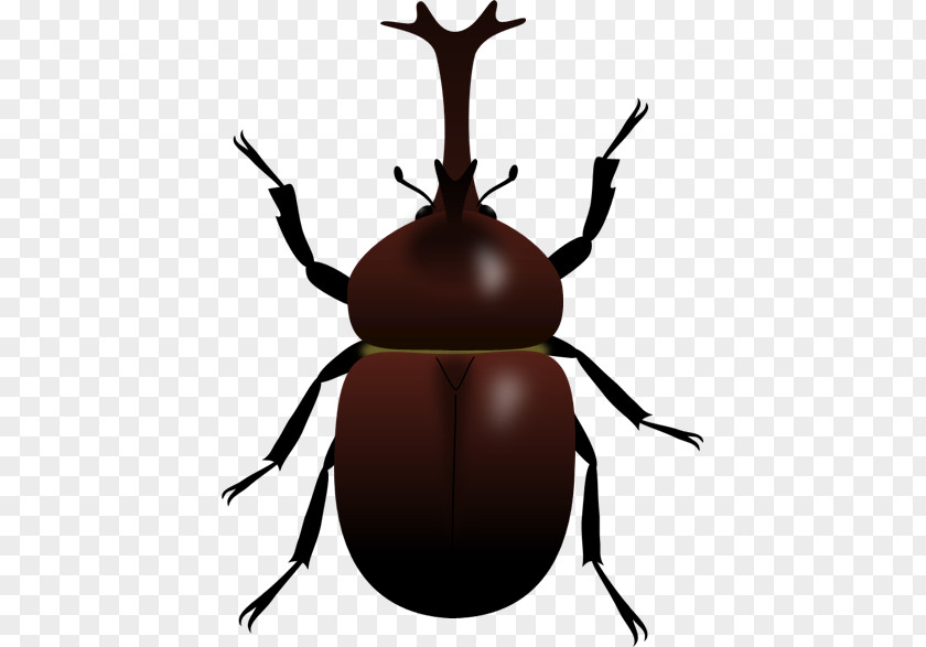 Japanese Rhinoceros Beetle Illustration Image Beetles PNG