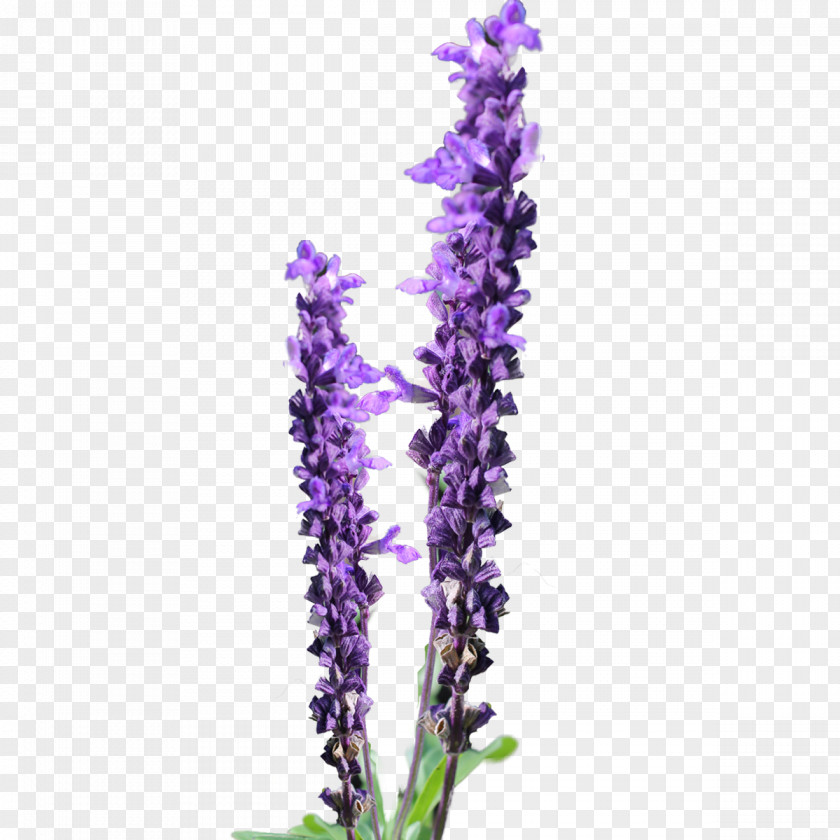 Lavender Daisy Cliparts Flower Free Content Clip Art PNG