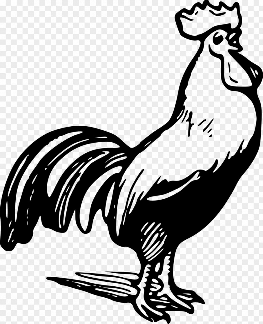 Rooster Plymouth Rock Chicken Black And White Clip Art PNG