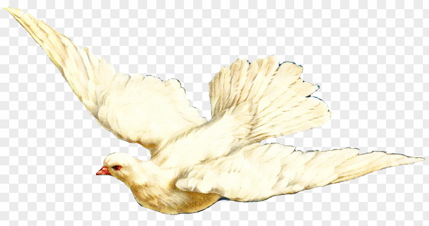 Wing Bird Animal Cartoon PNG