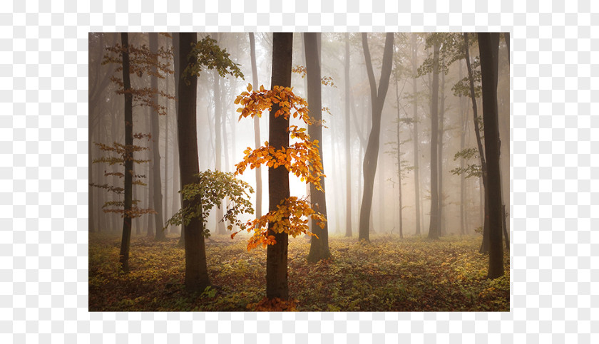 Foggy Forest Desktop Wallpaper Mural Office PNG