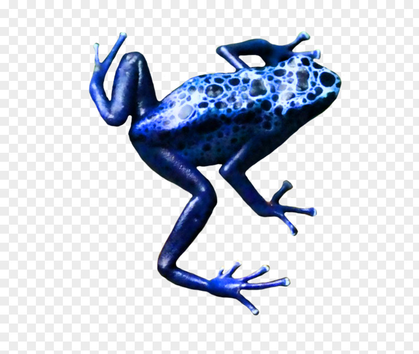 Frog Toad True Tree Blue Poison Dart PNG