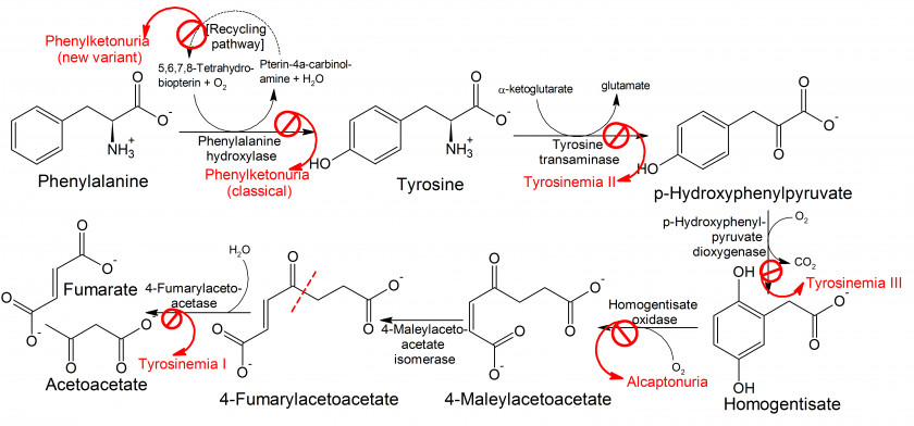 Pathway Phenylketonuria [PKU] Phenylalanine Hydroxylase Alkaptonuria Tyrosine PNG