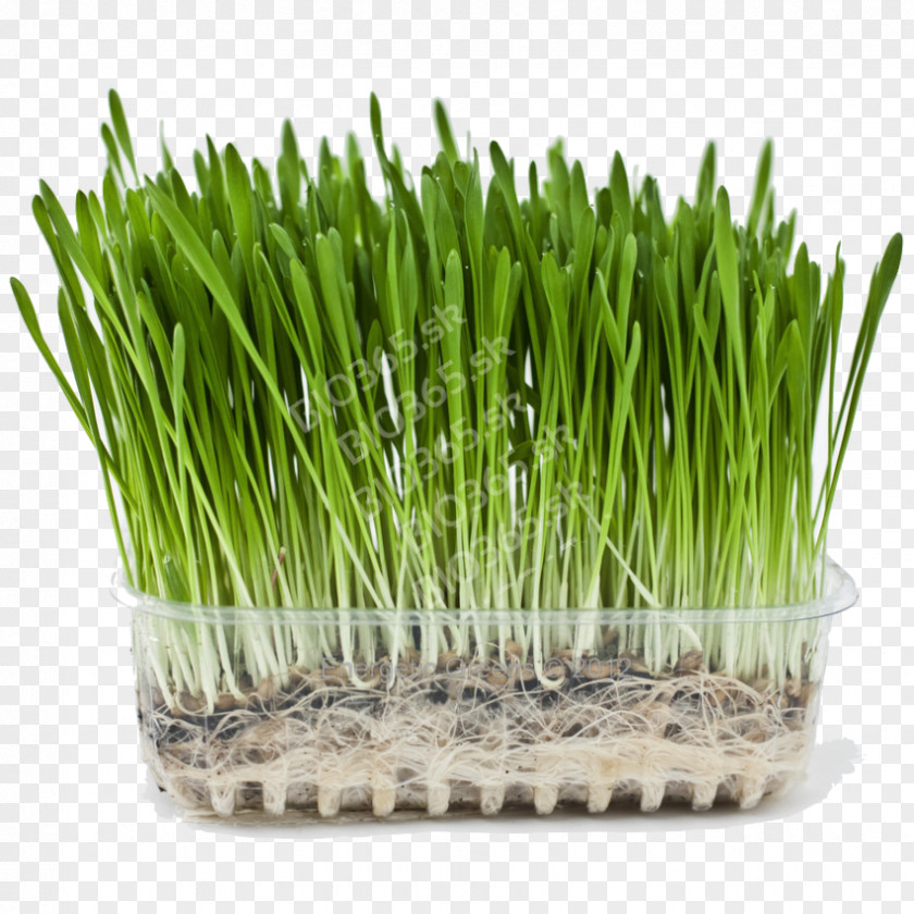 Plants Wheatgrass Chlorophyll Agropyron Health PNG