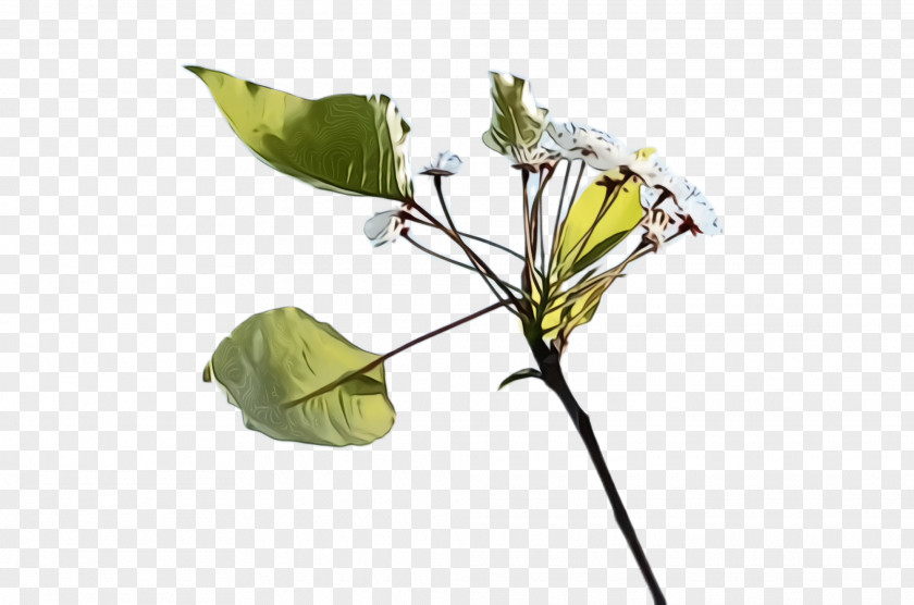Arum Family Plant Stem Flower Leaf Flowering Anthurium PNG