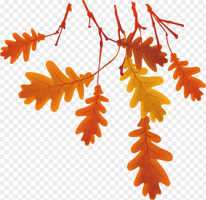 Autumn Leaves PNG