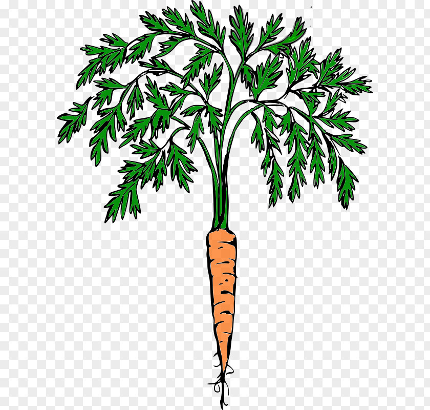 Carrot Cash Crop Food Clip Art PNG