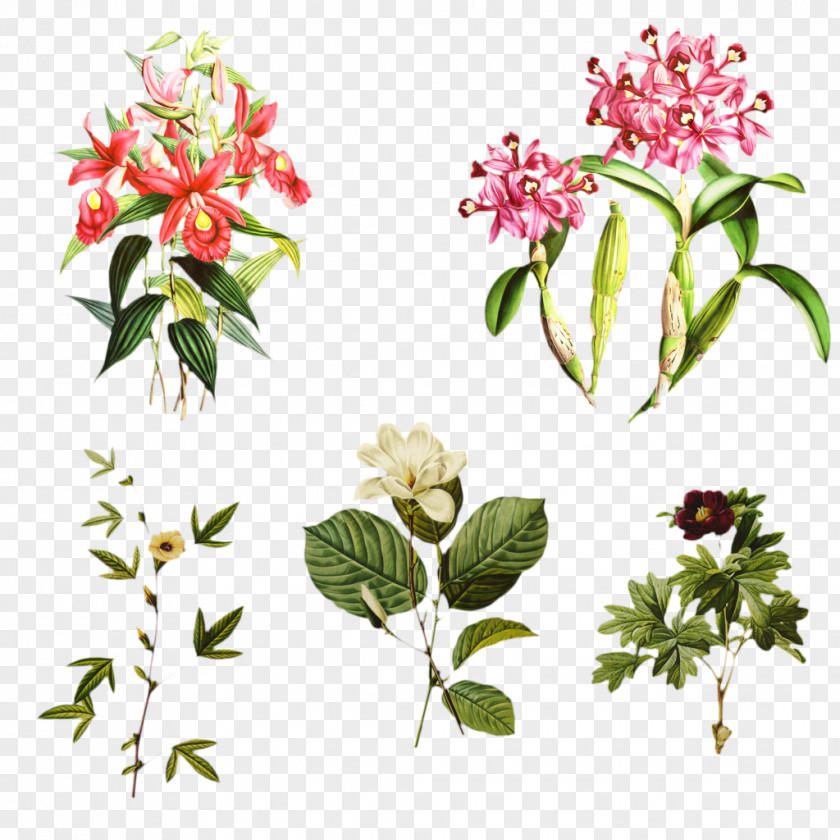 Cestrum Herbal Flowers Background PNG