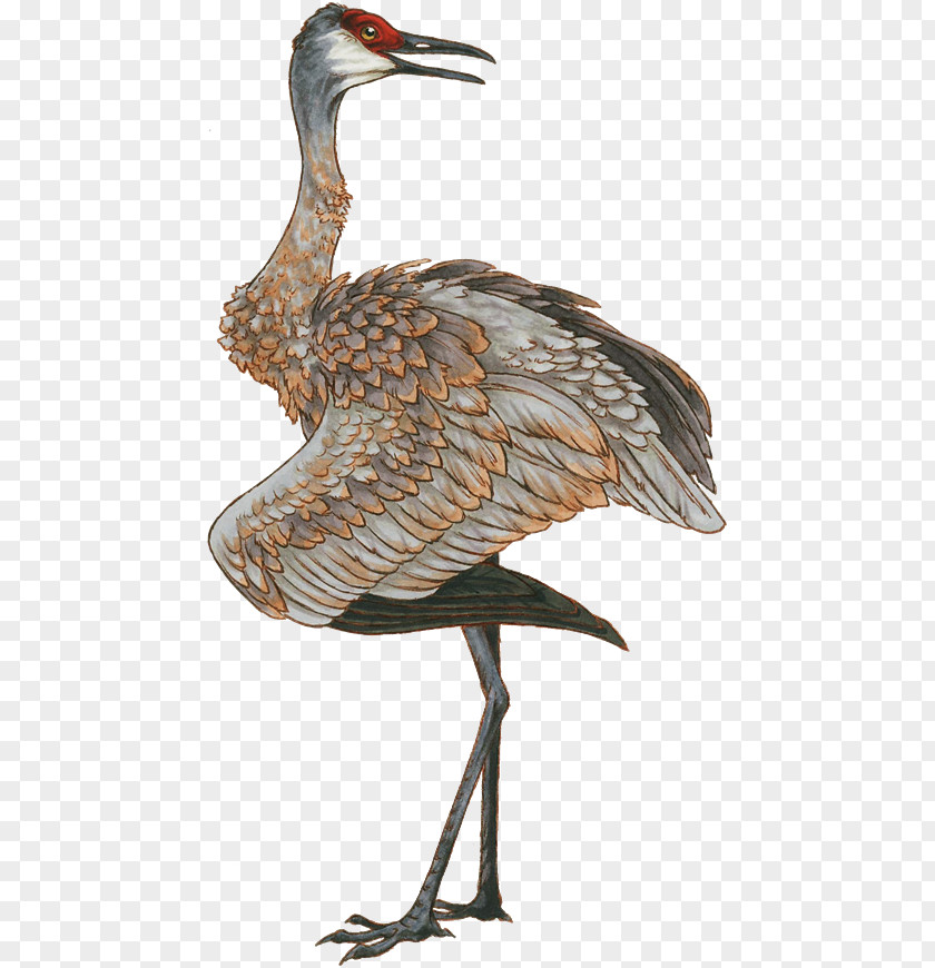 Crane Red-crowned Bird Drawing Clip Art PNG