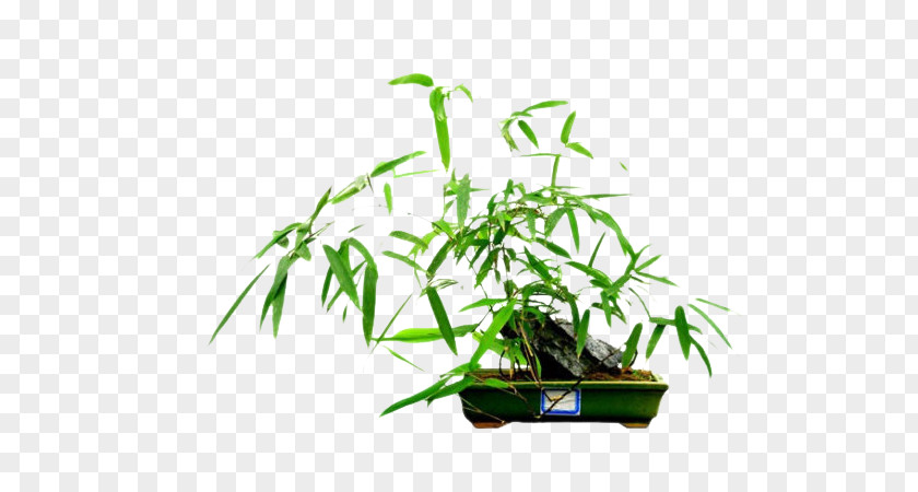 Interest Rhapis Excelsa Fishpole Bamboo Penjing Bonsai PNG