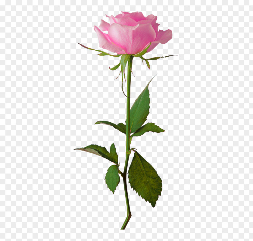 Rose Flower Clip Art PNG