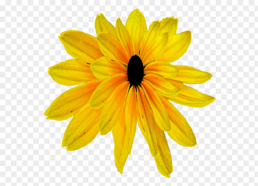 Chrysanthemum Transvaal Daisy Sunflower M Close-up PNG