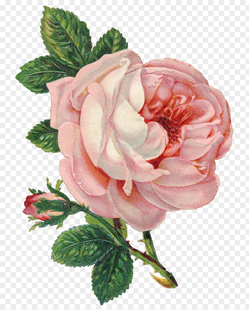 Lavender Rose Flower Drawing Clip Art PNG