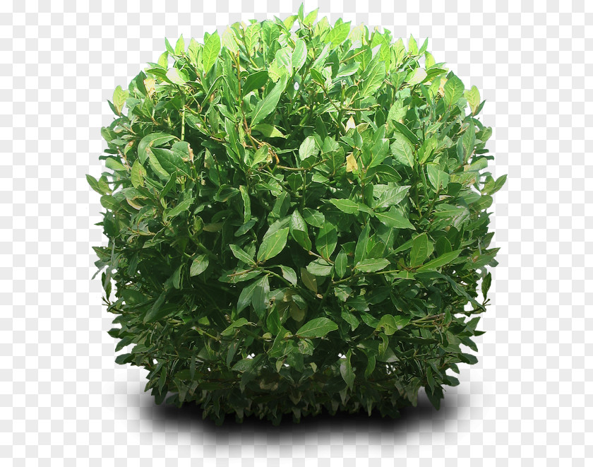 Shrub PNG , Bushes Hd, green palmate plant clipart PNG