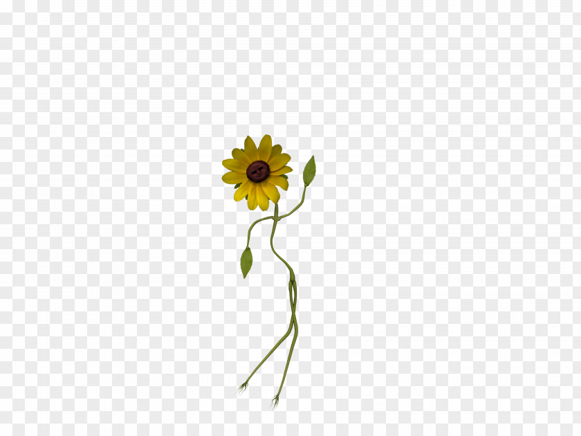 Small Flower Common Sunflower Daisy Family Seed Cut Flowers PNG