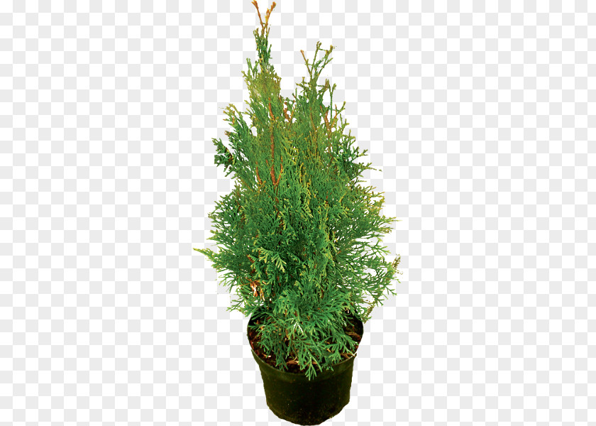 Tree Spruce Juniperus Chinensis English Yew Evergreen Shrub PNG