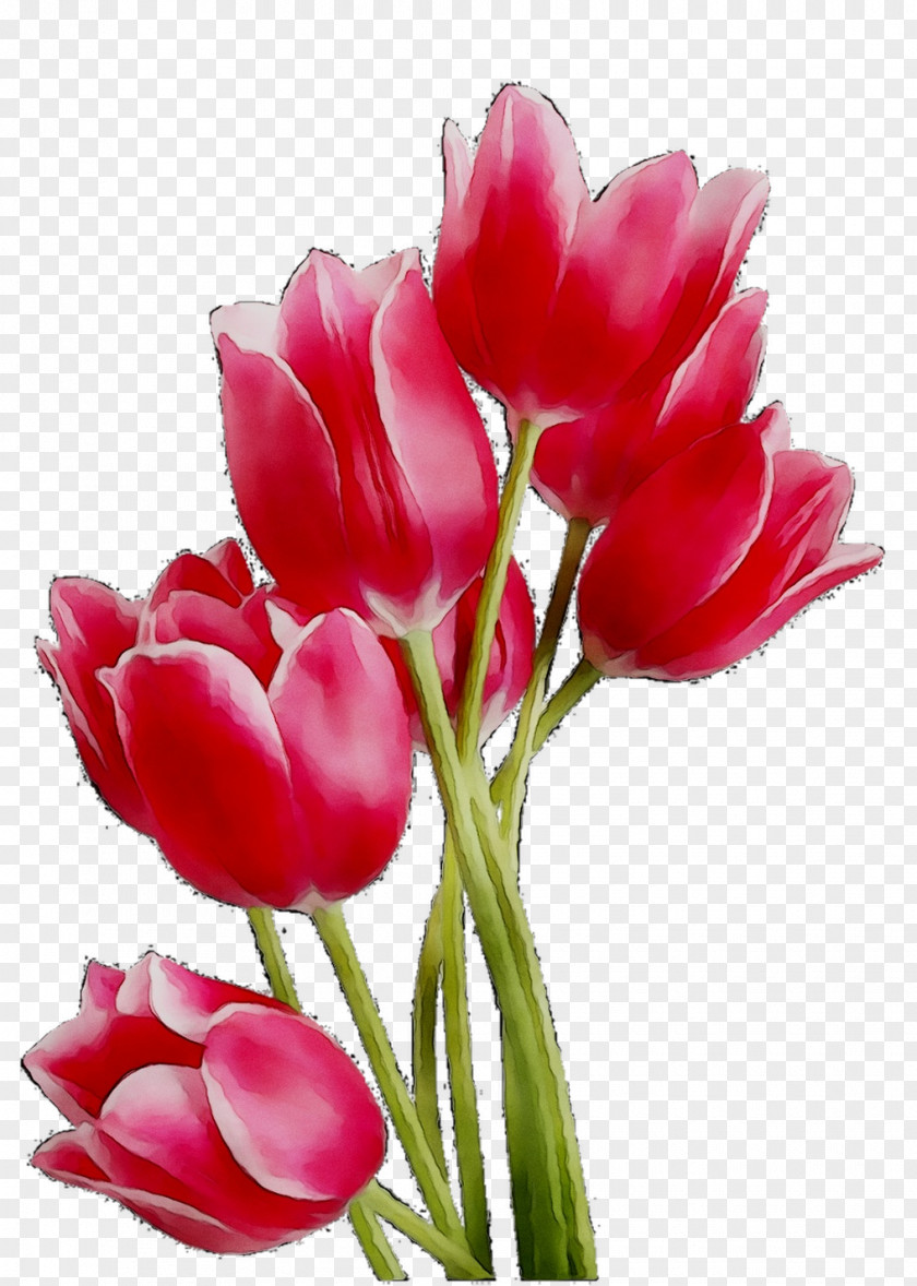 Clip Art Tulip Image Desktop Wallpaper PNG
