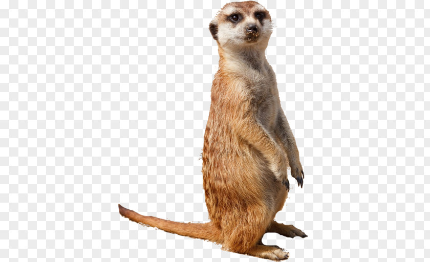 Compare The Meerkat Kalahari Desert Animal Smiley PNG