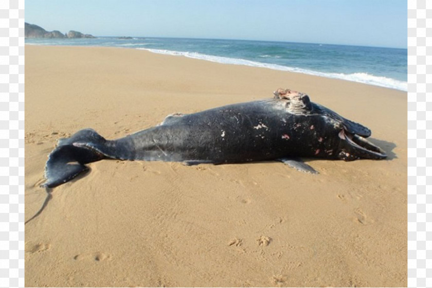 Dolphin Cetacean Stranding Las Glorias Beach PNG