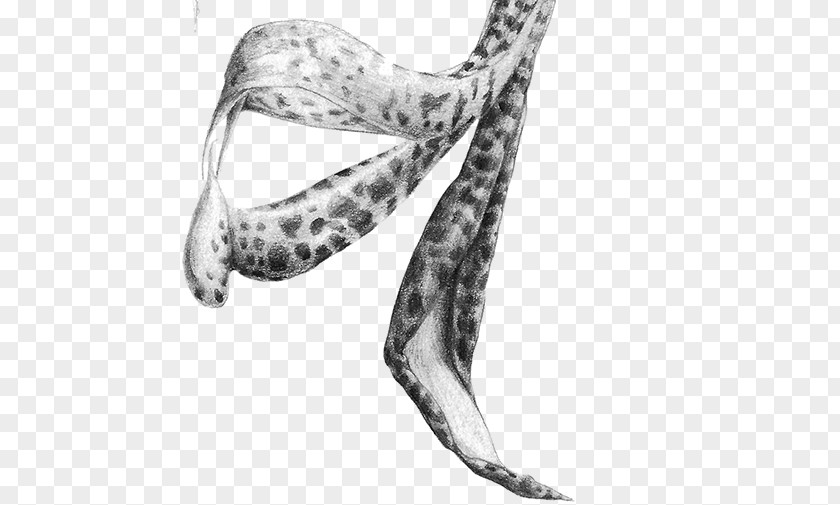 JPEG Screenshot Shoe Biological Illustration PNG