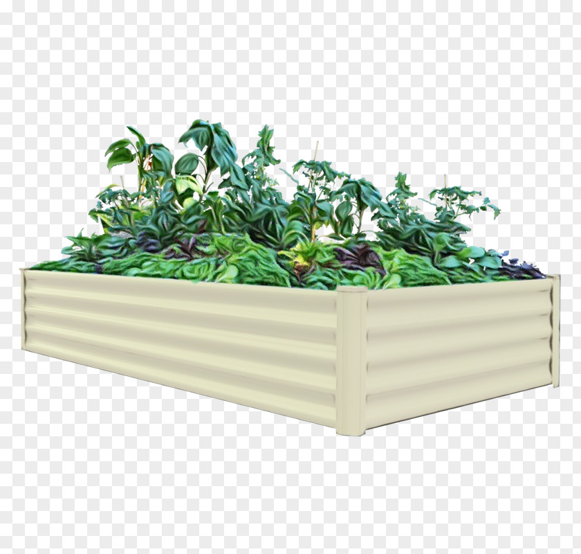 Leaf Vegetable Green Flowerpot Plant Grass Flower PNG